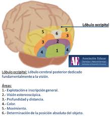 Resultado de imagen para lóbulo occipital