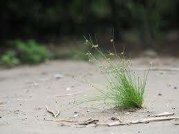 Image result for Bulbostylis barbata