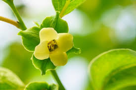 Image result for Diospyros mafiensis