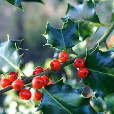 It has thick, smooth, dark green, spiny leaves that are a yellowish. Holly Trees Plants Ilex Aquifolium For Sale Woodland Trust Woodland Trust Shop