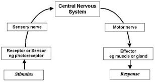 The Open Door Web Site Ib Biology Homeostasis Introduction