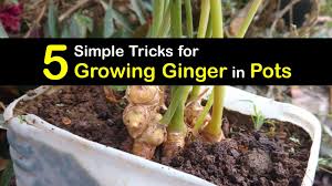Choose the best spot to grow ginger plants. 5 Simple Tricks For Growing Ginger In Pots