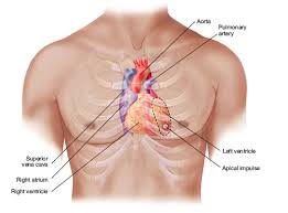 Image result for Point of Maximum Impulse