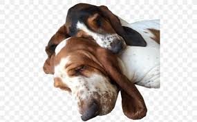Le français tricolore est un chien distingué, élégant, de bonne constitution, musclé. Basset Artesien Normand Basset Hound English Foxhound American Foxhound Grand Anglo Francais Tricolore Png 512x508px Basset