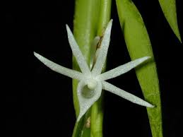 Image result for Angraecum sacciferum