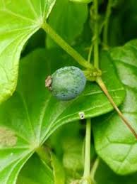 Image result for Zehneria