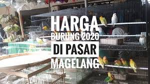 Tersedia berbagai macam produk burung hantu anakan sesuai dengan kebutuhan hewan peliharaan kesayangan kamu. Harga Burung Pasar Burung Sasana Kukila Magelang Youtube