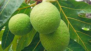 Maybe you would like to learn more about one of these? Breadfruit For All Group Calls For Breadfruit Trees In Every Yard Loop Trinidad Tobago