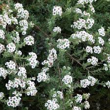 Image result for Eriosema robinsonii