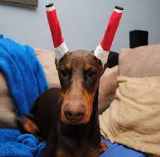 Check spelling or type a new query. Ear Cropping In Dogs Price Legality Surgery Aftercare