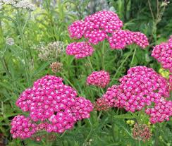50 Yarrow Cerise Queen Achillea Rose Pink Fragrant Deer Resistant Perennial Flowe Queen