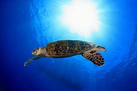 Image result for Micromeria imbricata