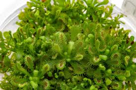 Image result for Drosera