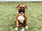 The Valley Bulldog. Everthing about this Bulldog mix.