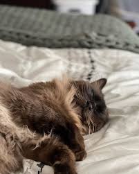 Enjoying my life of servitude to this cat. Thanks fur the memories. #MJ  #MERLINJR #GOAT #BESTFRIEND #PERSIAN #RAGDOLL