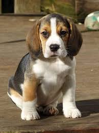 Beagle Lovers Public Group