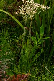 Image result for Helichrysum acutatum