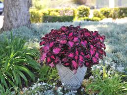 Image result for Coleus