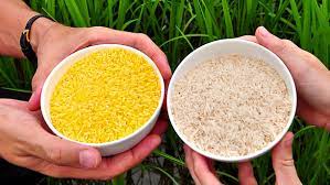 Genetic modification can be used to produce plants that improve food production. Golden Rice Approved In The Philippines After 12 Years Of Anti Gmo Protests