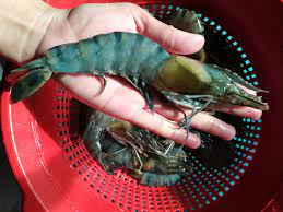 15.624 resep udang besar ala rumahan yang mudah dan enak dari komunitas memasak terbesar dunia! Udang Harimau Xxl Udang Besar Udang Harimau Xl Skudai Facebook