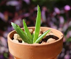 Aloe vera leaf extract capsule break down fat burn aid thin white digestive aid. 7 Aloe Vera Benefits And How To Care For Aloe Vera Plants