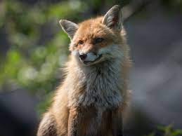 We did not find results for: Should We Feed Foxes An Expert Weighs In To Give A Definitive Answer Daily Record