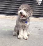 Schnoodle Dog Breed Information and Pictures