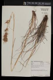 Image result for Cymbopogon pospischilii