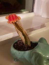 As this resembles that moon cactus dying. Help My Moon Cactus Is Dying What Should I Do Houseplants