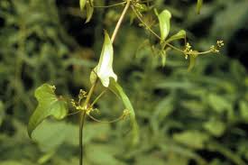 Image result for Dioscorea cotinifolia