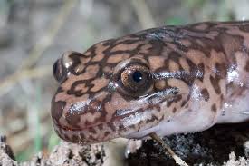 Image result for Stenostelma capense