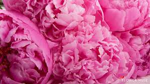 Molancia watercolor floral flowers wall decals, peony rose wall stickers,peonies wall art decor murals,blossom flowers wall posters,floral wallpaper for bedroom girls room living room kitchen nursery. 71 Peony Flower Wallpaper On Wallpapersafari