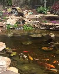 Fishes Garden Video Fish Garden Fish Pond Gardens Garden Pond Design
