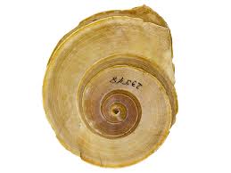 Image result for snail