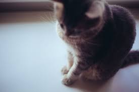If you are a cat owner, i bet you have discovered that your cat loves hanging out on the kitchen counters. It S Easier Than You Think How To Train Cats To Keep Off Counters