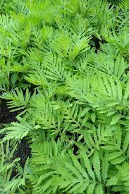 Image result for Actiniopteris semiflabellata