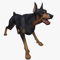 3d Doberman Pinscher Model Doberman Animation Animals