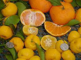 Calamondin is a small fruit shrub that produces edible fruits, but they're so acidic that they're hard to digest. Calamondin