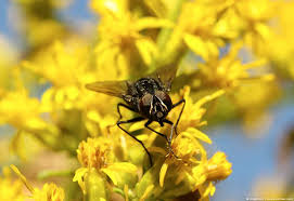 Looking through more than 20 drosophila species for the current biology study. 8 Scents That Flies Hate And How To Use Them Pest Pointers Tips For At Home Pest Control