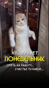 images?q=tbn:ANd9GcSjgMwxifJGZY9BsrJaHSpgTNQLRWV5dSE8Tg&s