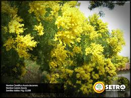 Image result for Acacia decurrens