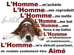 Epingle Sur Non A La Maltraitance Des Animaux