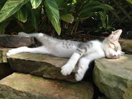 Tum Zamanlarin En Iyi 100 Kedi Fotografi 39 Foto Analiz Haber Cute Kittens Cok Sirin Hayvanlar Kedi