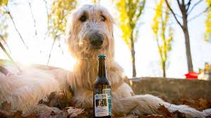 We'll be pouring a diverse range of craft beer from brewdog and other guest breweries alongside our infamous menu of dirty burgers and hot wings. Brewdog Sucht Ein Neues Zuhause Fur Hunde W V