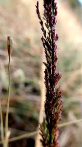 Image result for Eragrostis japonica