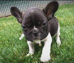 Zac we have 5 beautiful full pedigree french bulldog puppies for sale. Surrey B C Couple Fight For Win Refund After Being Sold Fatally Ill Bulldog Cbc News