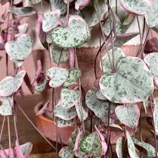 Image result for Ceropegia prostrata