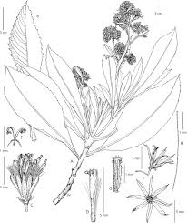 Image result for Solanecio mannii