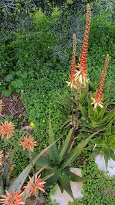 Image result for Aloe lutescens