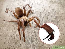 When the weather gets cold, they will look for warmer habitats and may find their way. How To Identify A Wolf Spider 12 Steps With Pictures Wikihow